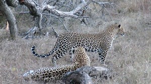 2.1M views · 10K reactions | Such a wonderful wildlife experience, a rare sighting of mating leopards in the wild. | Graeme Mitchley - Wildlife Photographer | Facebook