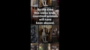 Humane Society of the United States TV Spot, 'Save Abused Animals'