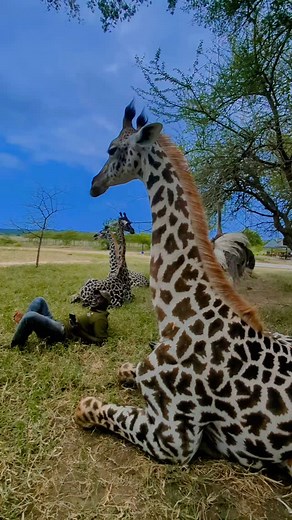 Ruvujktwildlife Jkt on Instagram: "Discover the hidden gems at Ruvu jkt wildlife 🌿🌿🌿🦓🦓🦒🦒🦒🦒🦒🦓🦒🦒🦓🦒 🌿🌿🌿🌿🌿🌿🌿🌿🌿 🍀🍀🍀#tourism #tiktok #zoo #animals #wildlifephotography #wildlifefacts #bucketlist #congratulations #congotiktok🇨🇩 #2025 #holiday #@wizara_ya_ulinzi_na_jkt @wizarayamaliasilinautalii @utalii_tanzania @tanzania_forest @tawa_tanzania @tawiri_tanzania @tanapa_updates @samia_suluhu_hassan @nchimbie @kassim_m_majaliwa @nikkwapili @diamondplatnumzfamily"
