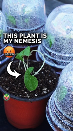 Wasabi is the hardest plant we've ever tried to grow. To this day, we've never had a successful crop! Part of that is trying to grow a cool temperature, shade-loving plant in San Diego, Zone 10b. This plant LOVES temperatures between 45-70°F, hates direct sunlight, and is a member of the cabbage family. It's so tough to grow that most of the "wasabi" you buy at the grocery store or eat at restaurants is actually a combination of horseradish, chinese mustard, food dye and other ingredients. If yo