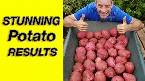 How To Grow Tiny Tim Tomatoes (Complete Guide) – Amaze Vege Garden