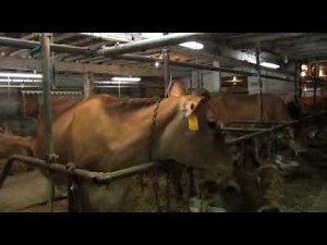 Peterson Dairy - MN Farm & Food