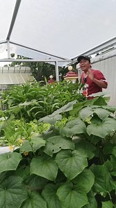 Enaknya punya kebun sayur dihalaman rumah | Peternakan & Pertanian Indonesia