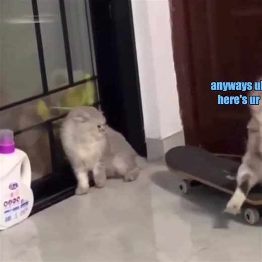 Cat Delivery Service