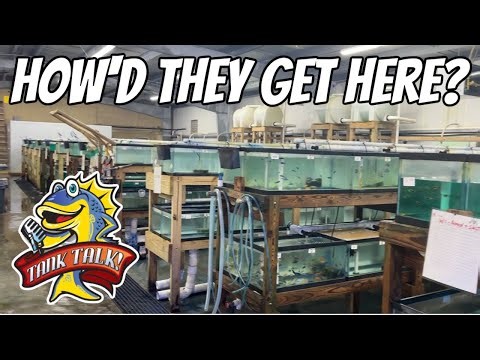 Fish Distribution Behind The Scenes