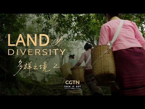 How Jingmai produces some of the world's most luxurious teas