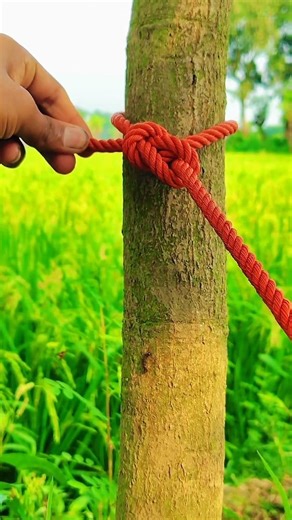 Easy and Strong Technique for Tying a Rope to a Tree!