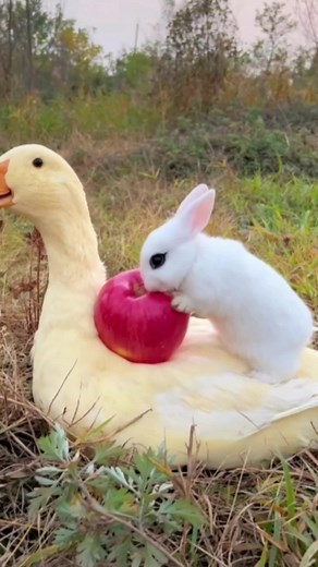 Funny Bunny and Duck Friendship Compilation