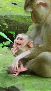 Omg. newborn baby Lynx really hungry milk | Love Monkey