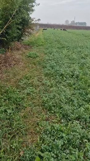 Bonsai super aiutante anche in fattoria!! 11 anni non sentirli 😍 @roberto.dog.city @dogcitysoliera @redfoxcity #shetlandsheepdog #Sheepdog #sheltielove #sheltielife | Valentina Tangerini