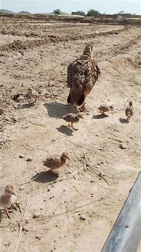 Teetar family 😍🤩 #birds #viral
