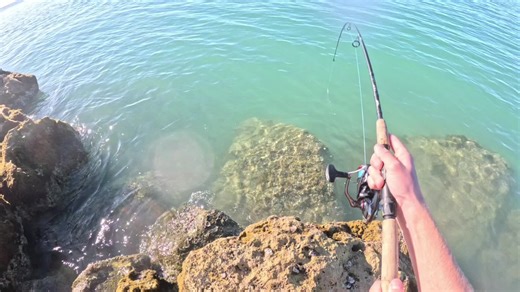 Sheepshead Fishing Tips in Florida