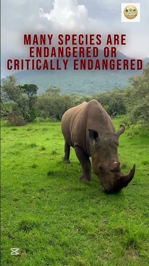 Protect the Rhinoceros 🦏 | Powerful Wildlife Conservation Message | Save Our Nature