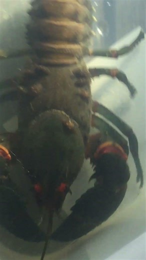 Backyard Monster: Giant Spiny Crayfish Covered in Strange Creatures!