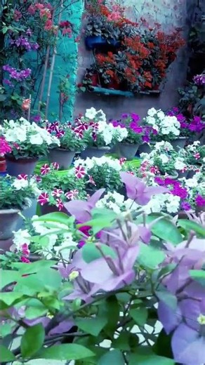 Flowersplant #homegarden #gardening #short.