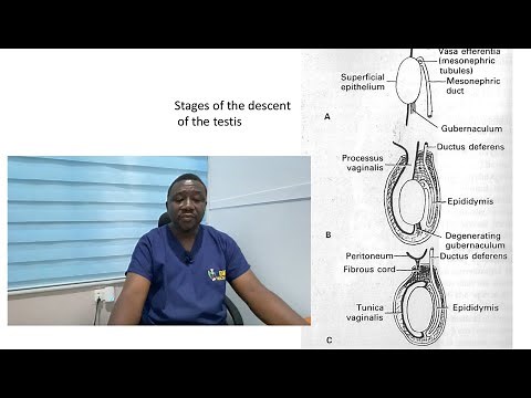 Gross Anatomy(Male reproductive system) Part 1