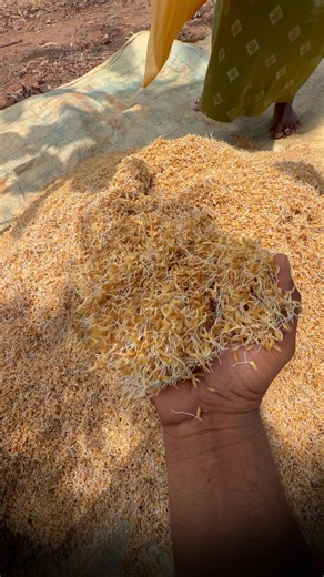 🌾 How many hours should paddy seeds be soaked? | 100% seedling secret!🌱 Paddy Seeds Soaking Time#...