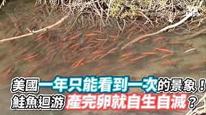 1.3M views · 8.6K reactions | 這一輩子真的想去看一次（#重慶佩佩豬） #算是很難得的經驗吧 VS MEDIA x 創作人 摩根娛樂 訂閱他的頻道 https://reurl.cc/2gEQpr | VS MEDIA | Facebook