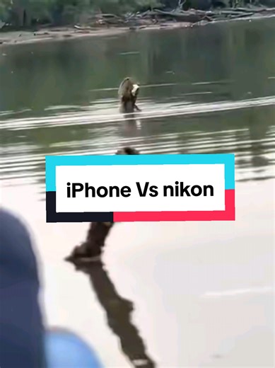iPhone 14 Pro Max vs Nikon D850: Wildlife Photography Showdown