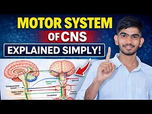 MOTOR SYSTEM OF CNS | MBBS Physiology Made Easy | pyramidal system along 5 Mark question #mbbs #1st