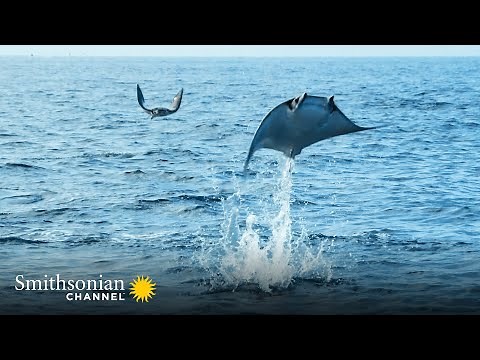Giant Eagle Rays Launching Themselves into the Air 🌊 Epic Animal Migrations | Smithsonian Channel