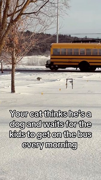 Cat Waits for Kids at Bus Stop: A Heartwarming Routine