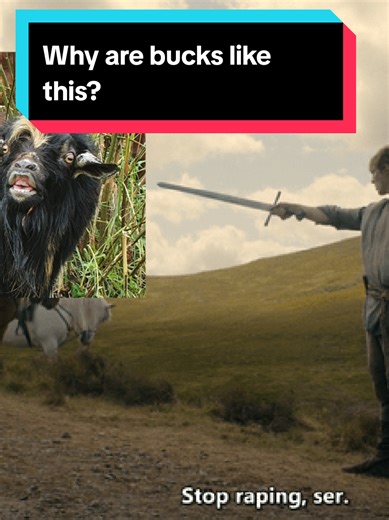 Buck goats mount each other primarily to establish dominance and hierarchy within the herd, a behavior that often intensifies during breeding season (rut) or when a doe is in heat. This behavior, while looking sexual, is a normal display of authority, play, or frustration, even among neutered males (wethers). If you folks would like a weekly educational video on my crew give this video 100 likes and I'll post a good one about our billy goats by the end of the week.