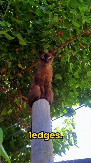 What Makes a Cat’s Tail So Important?