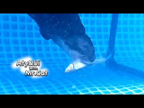 Swimming Fish Stimulate the Otter's Instincts [Otter Life Day 781]