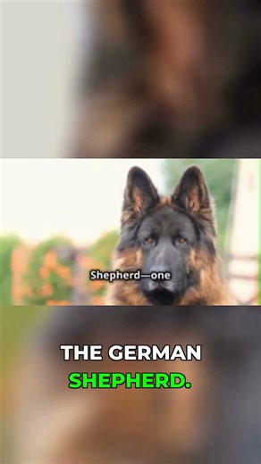 DOG BREEDS PART 1 - Labrador Retriever vs German Shepherd | Two Legends of Loyalty