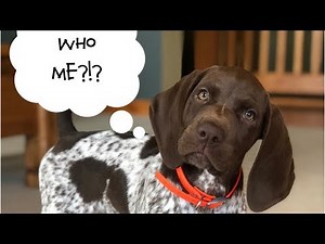 Teach Your Puppy To Stop Biting - Upland Bird Dog Training