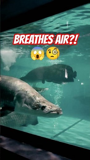 Arapaima : The Amazon River Monster That Breathes Air Giant Freshwater #arapaima #didyouknow #shorts