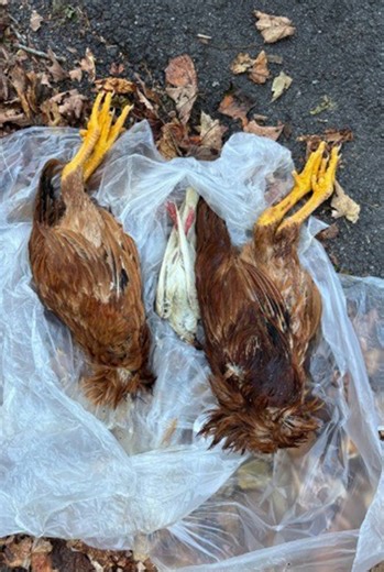 Mutilated birds found drained of blood in NY as conspiracies of dark rituals and cult-like killings loom