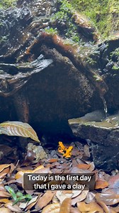 994K views · 24K reactions | Today is the first day I gave a clay mineral bath to my orange black foot poison dart frogs! #fyp #foryou #foryoupage #bioactive #terrarium #indoorecosystem #bioactiveecosystem #poisonareowfrog #reel #fypreelsシ゚viralシ #fbreel #foryoupage #indoorjungle #frog #facebookreel #livingart | Alternateaquatics | Facebook