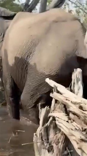 268K views · 2.9K reactions | A fed-up mama elephant charged a group of careless tourists who drifted too close to her babies in Botswana’s wetlands and trampled a blundering woman, nearly drowning her, wild footage shows. The woman, who was shoved underwater, escaped rattled but unscathed. | New York Post | Facebook
