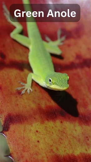This Lizard Changes Colour With Temperature #GreenAnole #LizardFacts #short #AnimalFacts #DidYouKnow