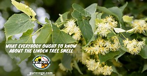 What Everybody Ought To Know About the Linden Tree Smell