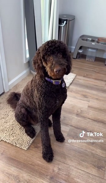 Mama Tigger's Spider Duty and Rug Mishap