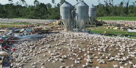Thousands of chickens stay put after tornado strikes Mississippi poultry farm
