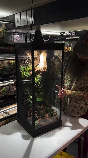 Hoy #expoterrariarepost de @thatbeardedbugguy・・・Check out this DIY Terrarium Build where I convert an old dirty aquarium into a beautiful skyscraper vivarium! 🌿This was built to be a “plants only” display (except for microfauna) Let me know what you think! ..........#terrarium #terrariumdesign #diyterrarium #bioactive #liveplants #plantedtank #vivarium #reptiles #amphibians #herpetology #indoorjungle #enclosure #repost | Expoterraria