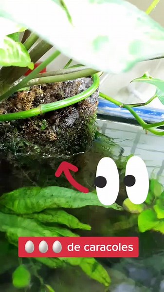 Eclosión de Huevitos de Caracol en el Jardín