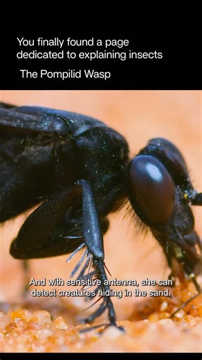 Explaining Insects 🦋 on Instagram: "The pompilid wasp—often called the spider wasp—is a sleek, fast-moving predator known for its incredible hunting strategy and powerful sting. These wasps are typically black or dark metallic blue with long legs and a smooth, slender body, and they are famous for targeting spiders much larger than themselves. The female pompilid wasp hunts with precision: she tracks down a spider, engages it in a fierce fight, and delivers a sting that paralyzes but does not k