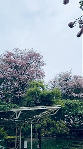 32K views · 100 reactions | POV: You planned a sunny walk, but Bangalore rains had other plans ️ Spring at Capgemini Bangalore is all about unexpected beauty, just like the best ideas, it arrives unannounced and leaves behind something beautiful.  Captured by (@gs_cozy_journey), this moment is a reminder that sometimes, the unexpected turns out to be the best part of the journey. ✨ #GetTheFutureYouWant #Spring #SpringSurprises #LifeAtCapgemini | Capgemini India | Facebook