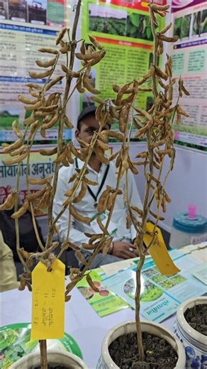 Highest yielding variety of soybean | New varieties of soybean | Narak js soybean