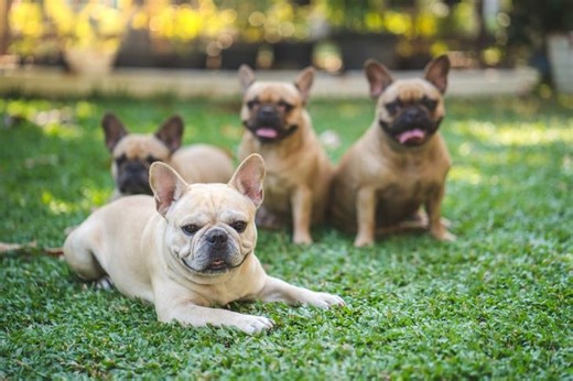 The Most Popular Dog Breeds of 2025: French Bulldog Holds Top Spot
