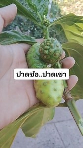 #ใบยอ.🌿☘️☘️#รักษาอาการปวดขัอ...ปวดเข่า......มีประโยชน์. สมุนไพรพื้น..สุดยอด...นำใบมาตำผสมเหล้าขาวแล้วนำมาพอกบริเวณที่ปวด...ทิ้งไว้15-20นาที | นุ่มนิ่ม แม่ค้าน้อย