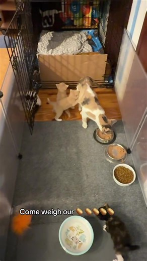Weighing Huge Tater Tots with Foster Kittens