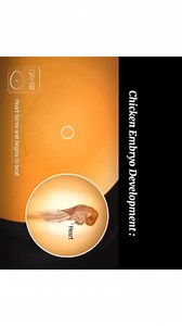 Chick Embryo Development #chick #chickdevelopment #Embryos #Embryology | The World Of Biology