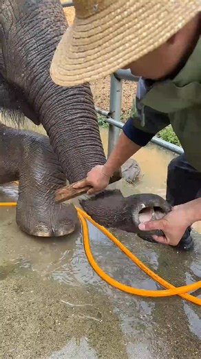 103K views · 815 reactions | I have time today to take a full set of elephant baths | Mischievous Elephant | Facebook