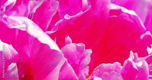 Pink Peony (Paeonia) Flower Close Up